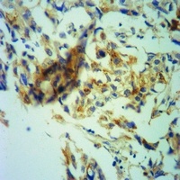 MBP Rabbit Polyclonal Antibody