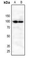 CD360 Rabbit Polyclonal Antibody