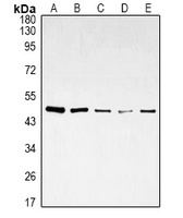 DDX39B Mouse Monoclonal Antibody