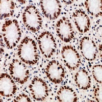 DDX39B Mouse Monoclonal Antibody