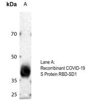 COVID-19 Spike glycoprotein Rabbit Polyclonal Antibody