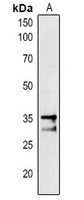 PAP1 Rabbit Polyclonal Antibody