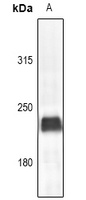 Myosin 6 Rabbit Polyclonal Antibody