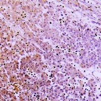 Collagen-pan Rabbit Polyclonal Antibody