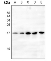 Histone H3 (MonoMethyl-K79) Rabbit Polyclonal Antibody