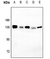 CD130 (Phospho-S782) Rabbit Polyclonal Antibody
