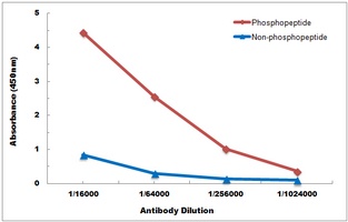 CD130 (Phospho-S782) Rabbit Polyclonal Antibody