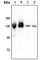 CD124 (Phospho-Y497) Rabbit Polyclonal Antibody