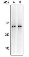 Collagen 7 alpha 1 Rabbit Polyclonal Antibody