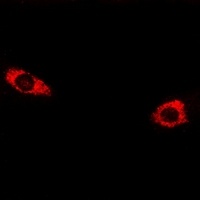 CELSR3 Rabbit Polyclonal Antibody