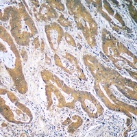 CCL19 Rabbit Polyclonal Antibody