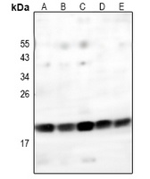 GITRL Rabbit Polyclonal Antibody