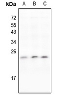 IL-11 Rabbit Polyclonal Antibody