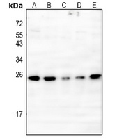 IL-20 Rabbit Polyclonal Antibody