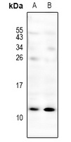 CXCL3 Rabbit Polyclonal Antibody