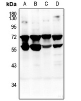 CD132 Rabbit Polyclonal Antibody