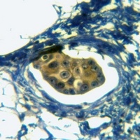 CD132 Rabbit Polyclonal Antibody