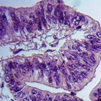 Alpha-tubulin (Phospho-Y272) Rabbit Polyclonal Antibody