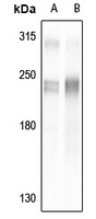 TRAP220 Rabbit Polyclonal Antibody