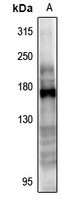 CD115 Rabbit Polyclonal Antibody