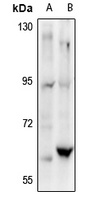 c-SRC Rabbit Polyclonal Antibody