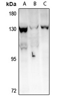 TAF4 Rabbit Polyclonal Antibody