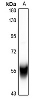 Cytochrome P450 2C8/9/18/19 Rabbit Polyclonal Antibody