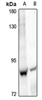 Cadherin 9 Rabbit Polyclonal Antibody