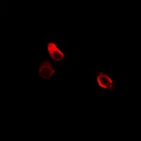 Cadherin 9 Rabbit Polyclonal Antibody