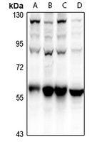 ATG5 Rabbit Polyclonal Antibody