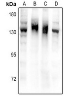 NPR2 Rabbit Polyclonal Antibody
