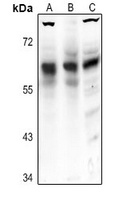 Frizzled 5 Rabbit Polyclonal Antibody