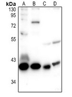 GPR109A Rabbit Polyclonal Antibody