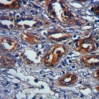 GPR109A Rabbit Polyclonal Antibody