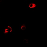 GPR109A Rabbit Polyclonal Antibody