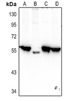 CHRM4 Rabbit Polyclonal Antibody