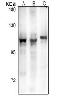 GPR106 Rabbit Polyclonal Antibody