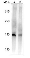 CD45 Rabbit Polyclonal Antibody