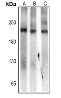 SCN7A Rabbit Polyclonal Antibody