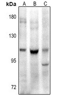 CD307e Rabbit Polyclonal Antibody