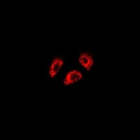 Desmin Rabbit Polyclonal Antibody