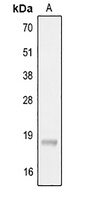 IL-22 Rabbit Polyclonal Antibody