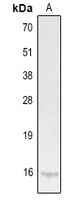 IL-9 Rabbit Polyclonal Antibody