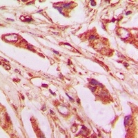 IL-9 Rabbit Polyclonal Antibody