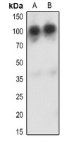 CD34 Rabbit Polyclonal Antibody
