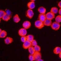 NLRP3 Rabbit Polyclonal Antibody