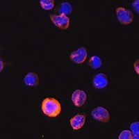 CD3e Rabbit Polyclonal Antibody