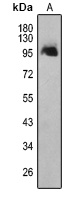 WWP1 Rabbit Polyclonal Antibody