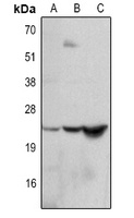 IL-6 Rabbit Polyclonal Antibody
