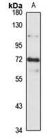 Afamin Rabbit Polyclonal Antibody
